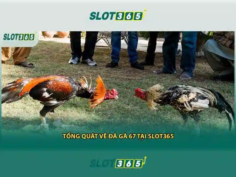 Slot365 là gì?